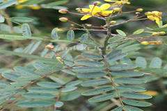 Senna montana